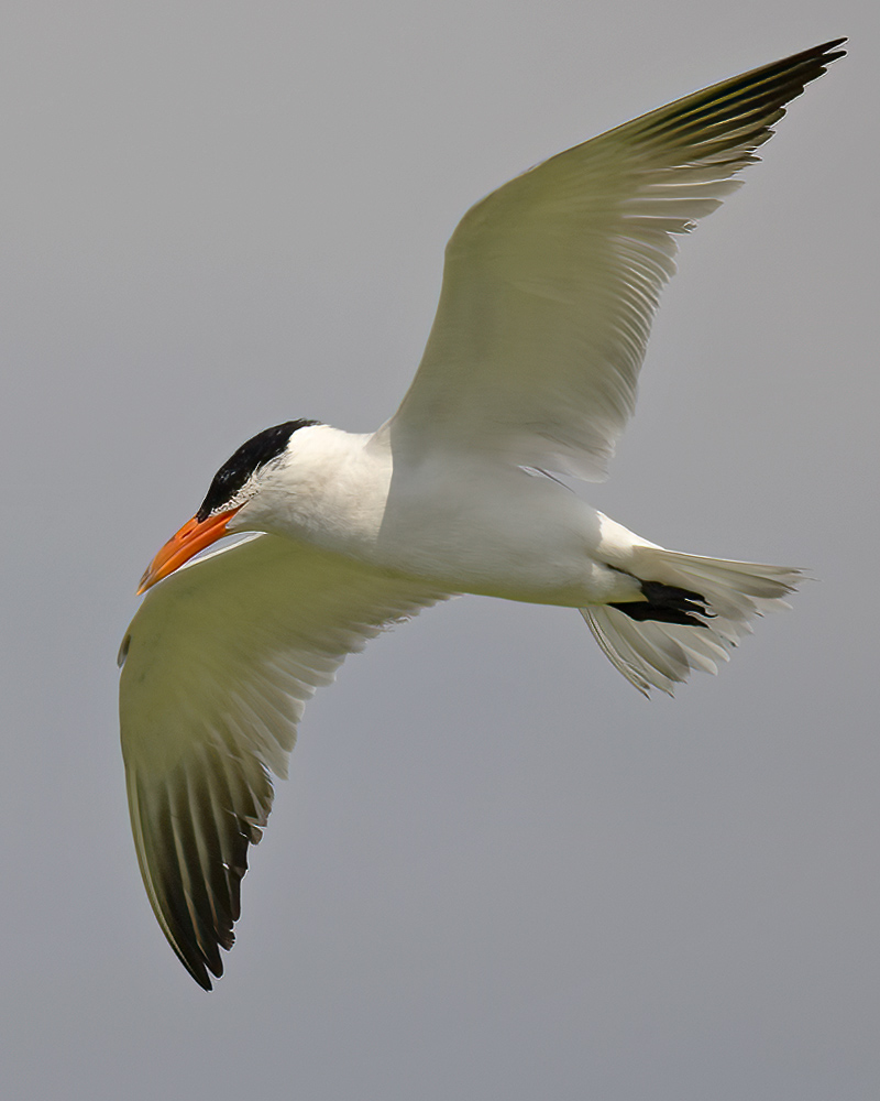 Caspian tern
